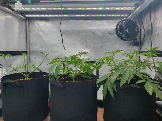 Dutch Passion - Slush Mint Cake. Week 5