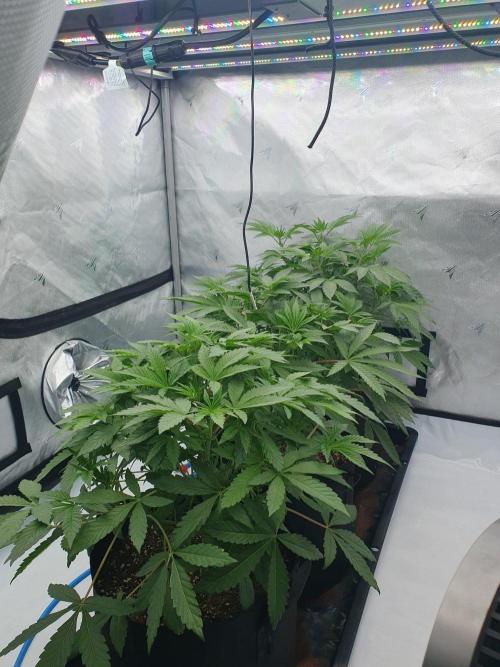 Slush Mint Cake. Week 8