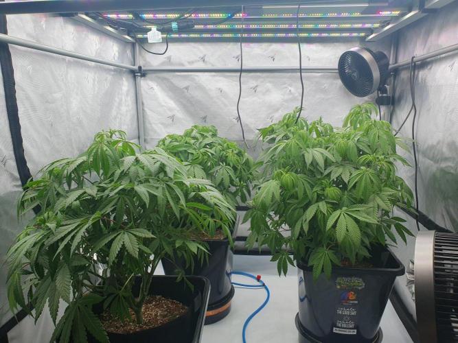 Dutch Passion - Slush Mint Cake. Week 9