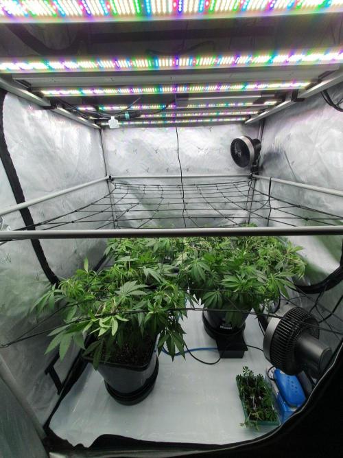 Dutch Passion - Slush Mint Cake. Week 10