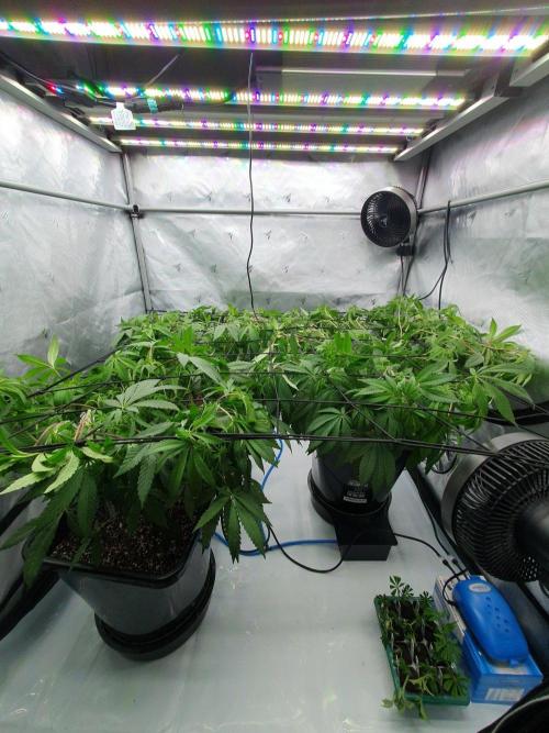 Dutch Passion - Slush Mint Cake. Week 10