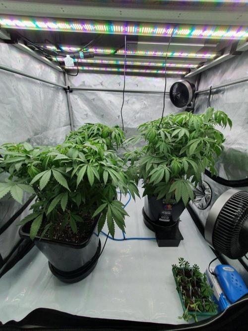 Dutch Passion - Slush Mint Cake. Week 10
