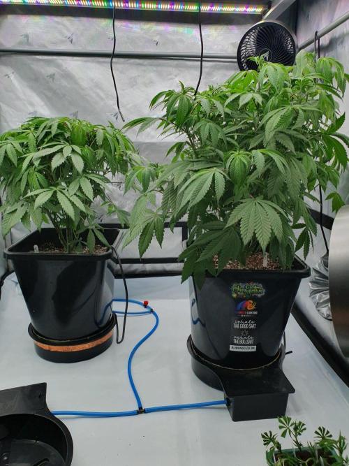 Dutch Passion - Slush Mint Cake. Week 10