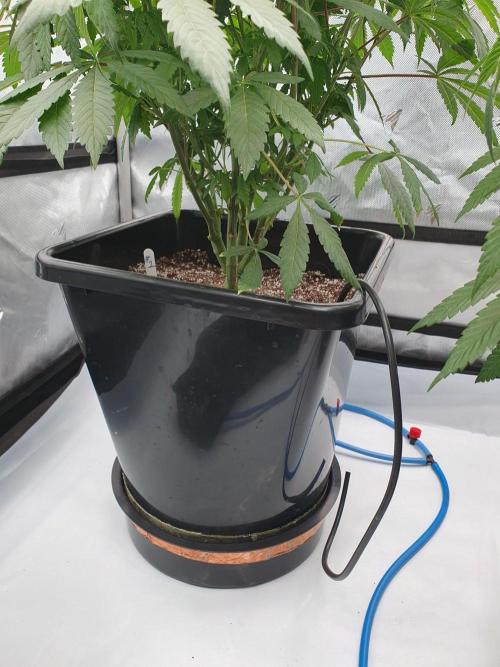 Dutch Passion - Slush Mint Cake. Week 10