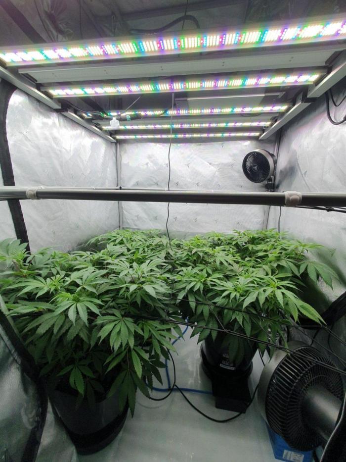 Dutch Passion - Slush Mint Cake. Week 11