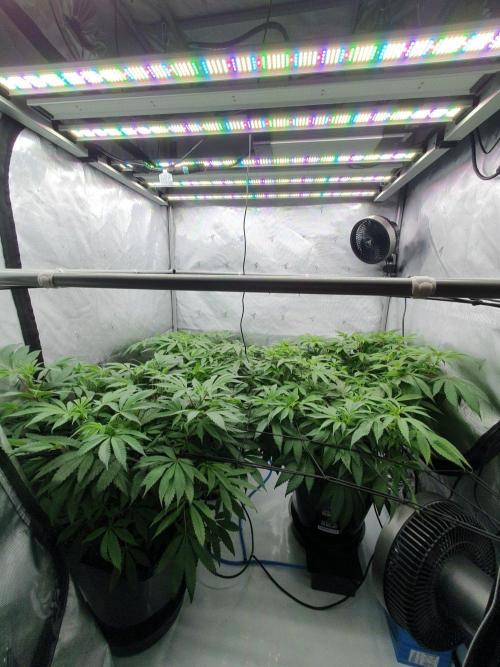 Slush Mint Cake. Week 11