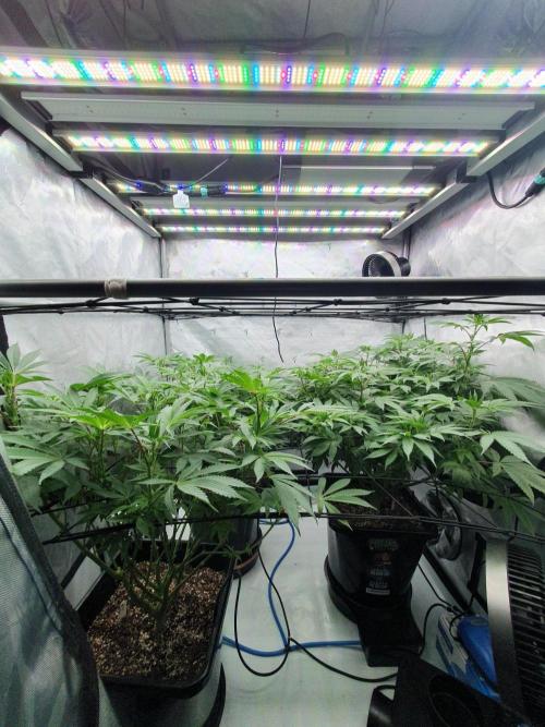 Dutch Passion - Slush Mint Cake. Week 12
