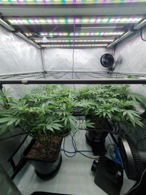 Slush Mint Cake. Week 12