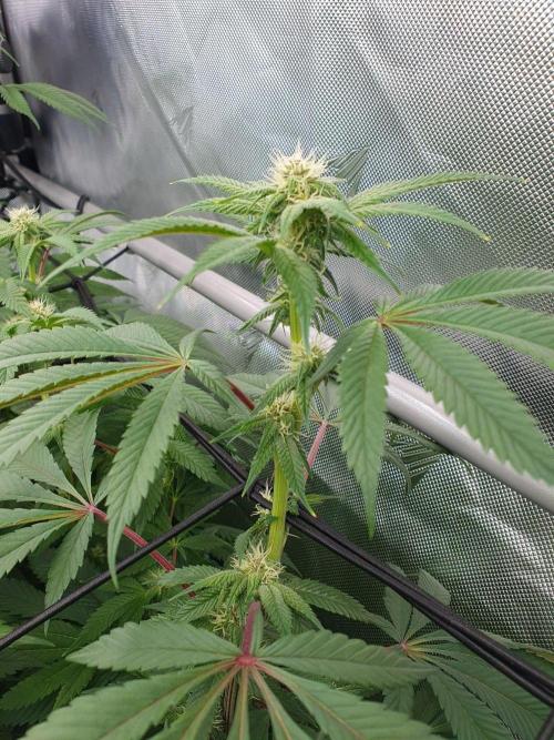 Dutch Passion - Slush Mint Cake. Week 14