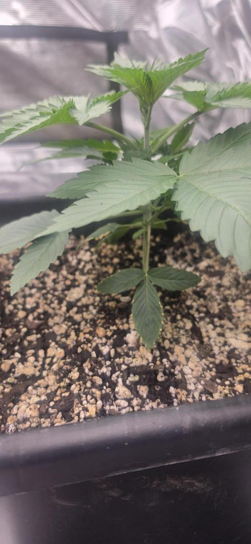 G.O.A.T Grow n Show. Week 3