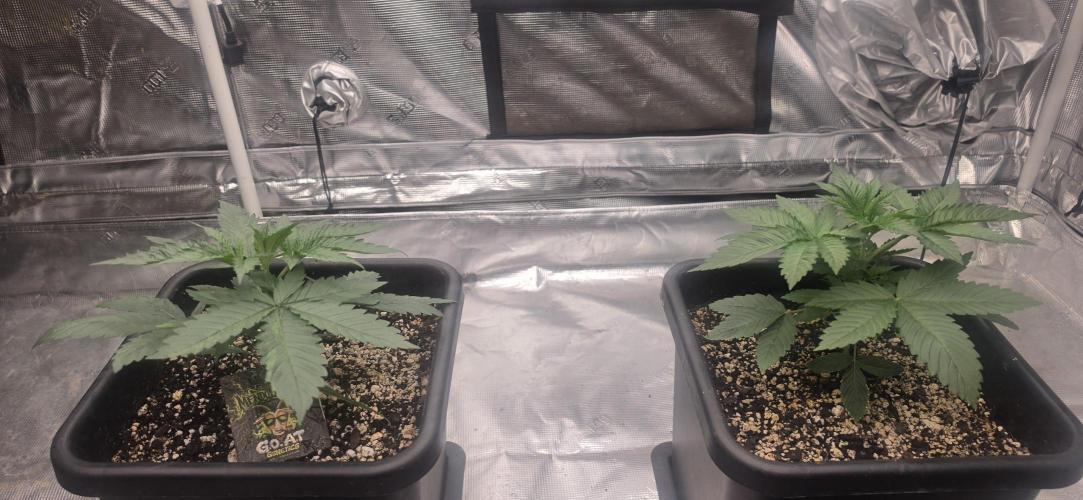 G.O.A.T Grow n Show. Week 3