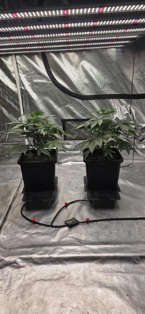 G.O.A.T Grow n Show. Week 4
