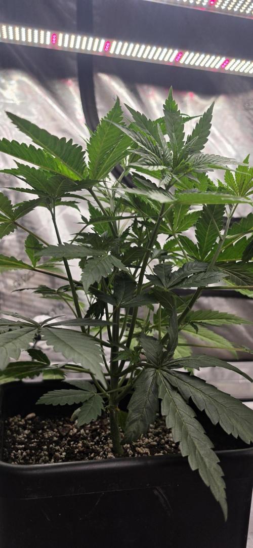G.O.A.T Grow n Show. Week 4