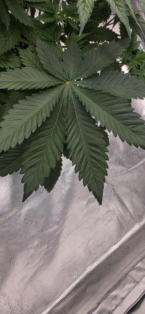 G.O.A.T Grow n Show. Week 4
