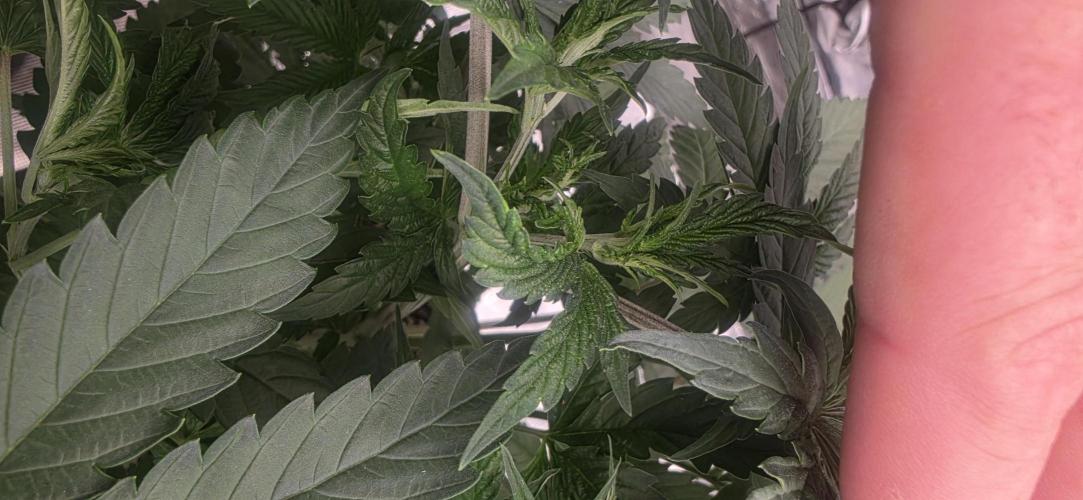 G.O.A.T Grow n Show. Week 5