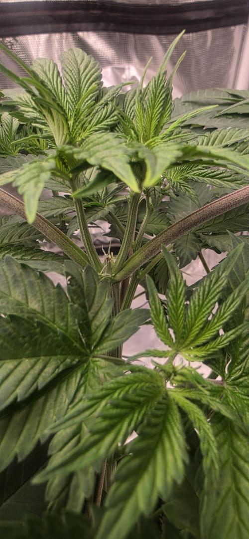 G.O.A.T Grow n Show. Week 5