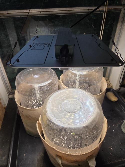 2nd Season 2026. Week 0 - Covered and grow Light on.