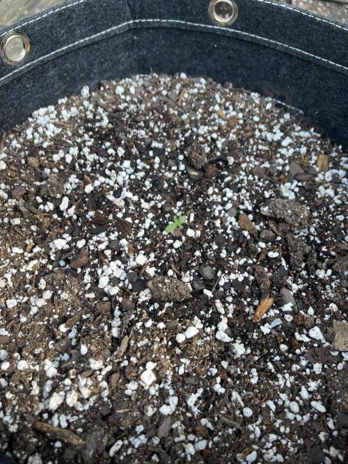 Blimburn Fat Bastard Auto Fox Farm Base. Week 0 - When they first poked their heads up only took about 2 days w 1/2 in tap root