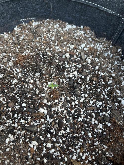 Blimburn Fat Bastard Auto Fox Farm Base. Week 0