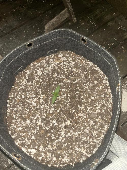 Blimburn Fat Bastard Auto Fox Farm Base. Week 0