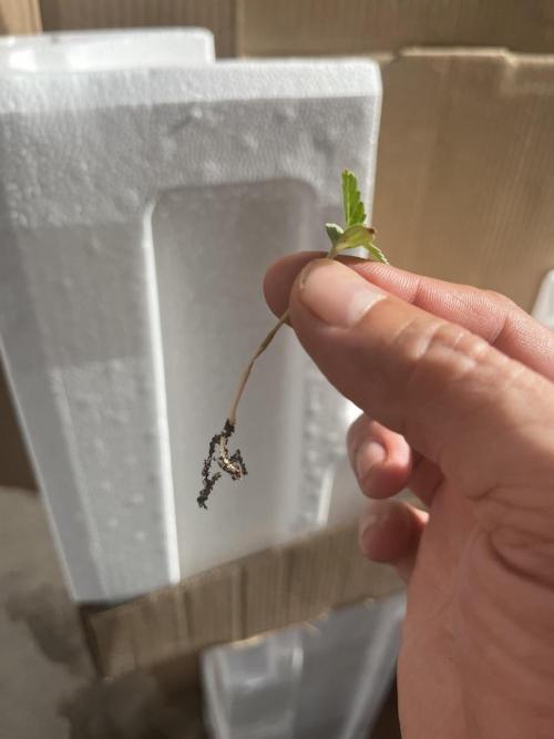 Blimburn Fat Bastard Auto Fox Farm Base. Week 0 - Lost 1 of my 6 and of course was one in a 5 gal my fault damping off.