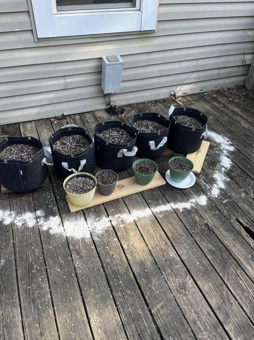 Blimburn Fat Bastard Auto Fox Farm Base. Week 0