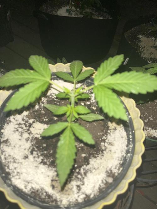 Blimburn Fat Bastard Auto Fox Farm Base. Week 3 - My 1.5 L experimental plant I topped 