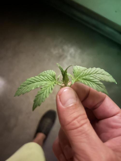 Blimburn Fat Bastard Auto Fox Farm Base. Week 3 - I know it’s not recommended but 1st grow and wanted to top a auto