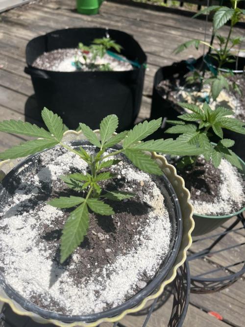 Blimburn Fat Bastard Auto Fox Farm Base. Week 3 - Topless