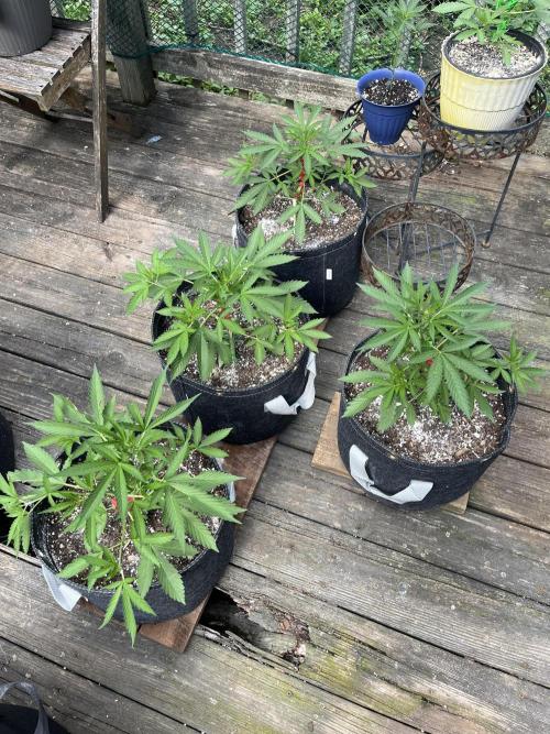 Blimburn Fat Bastard Auto Fox Farm Base. Week 5 - These have really started to fill out nicely 