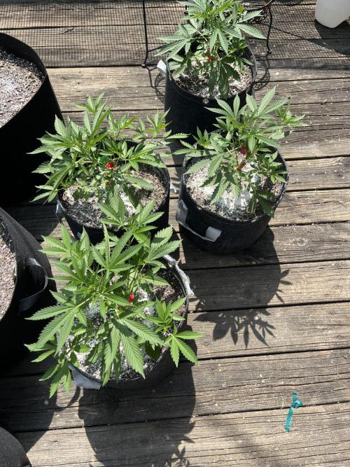 Blimburn Fat Bastard Auto Fox Farm Base. Week 5