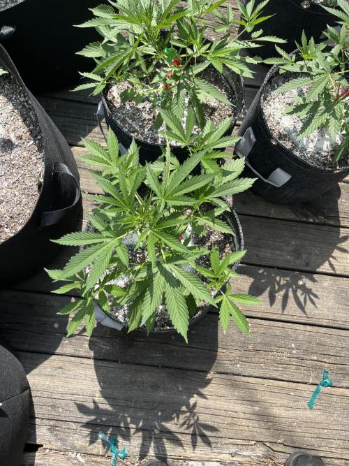 Blimburn Fat Bastard Auto Fox Farm Base. Week 5 - Just exploring with growth to start their pre flower stretch 