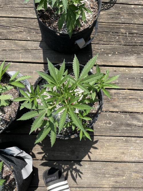 Blimburn Fat Bastard Auto Fox Farm Base. Week 5