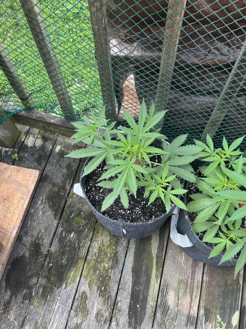 Blimburn Fat Bastard Auto Fox Farm Base. Week 5 - I had to hide them in the shade midday because it was 105 heat index
