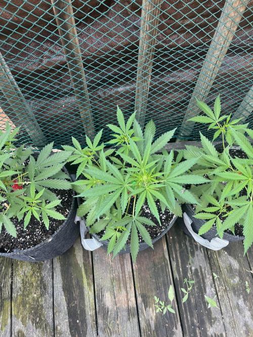 Blimburn Fat Bastard Auto Fox Farm Base. Week 5