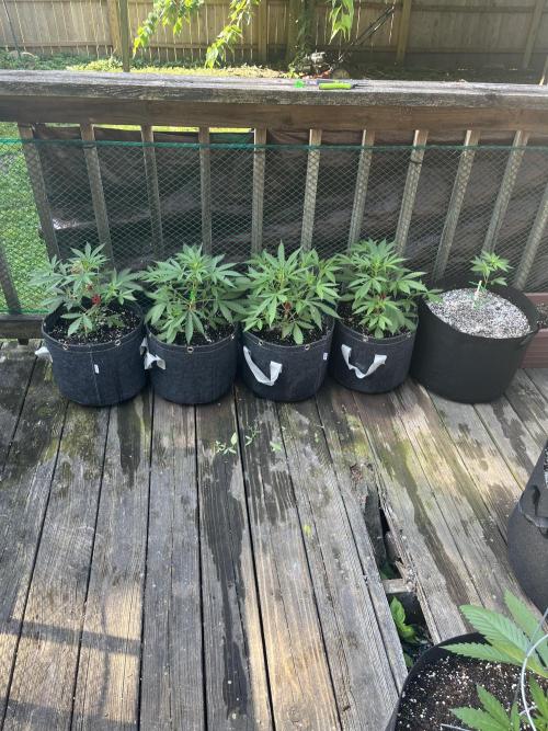 Blimburn Fat Bastard Auto Fox Farm Base. Week 5 - They were still growing rapidly despite the heat