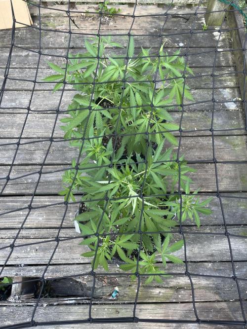Blimburn Fat Bastard Auto Fox Farm Base. Week 7 - I think I did ok on my diy scrogg net 