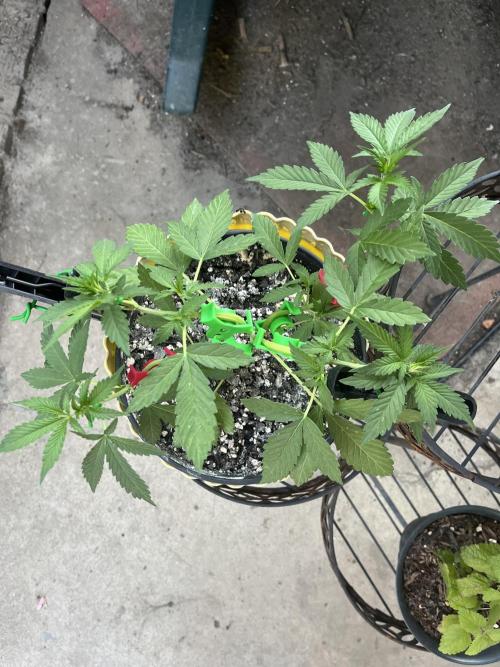 Blimburn Fat Bastard Auto Fox Farm Base. Week 7 - Heavy on the LST clips as always.