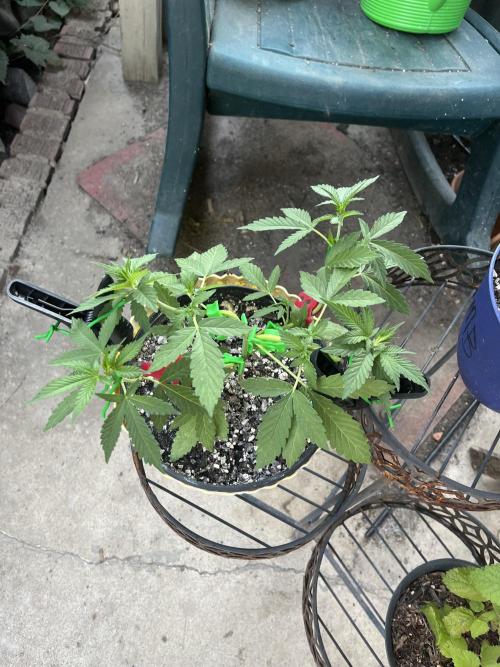 Blimburn Fat Bastard Auto Fox Farm Base. Week 7 - Lil Fat Bastard 