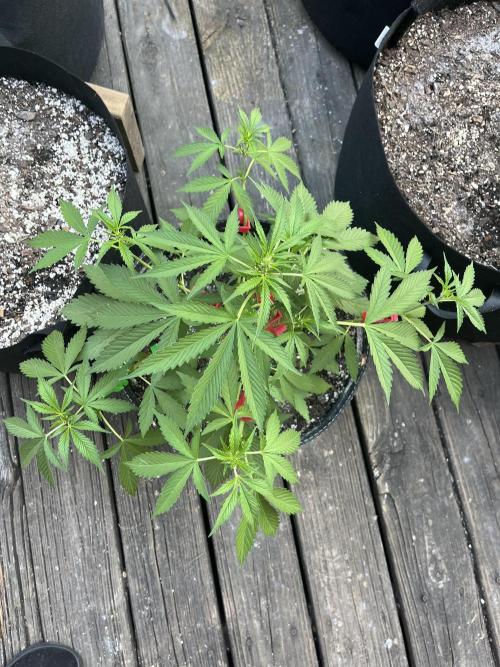 Blimburn Fat Bastard Auto Fox Farm Base. Week 7 - I didn’t pick this one for scrogg but was close it’s becoming a beast on its own