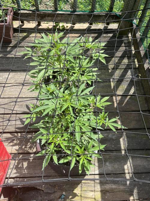 Blimburn Fat Bastard Auto Fox Farm Base. Week 7