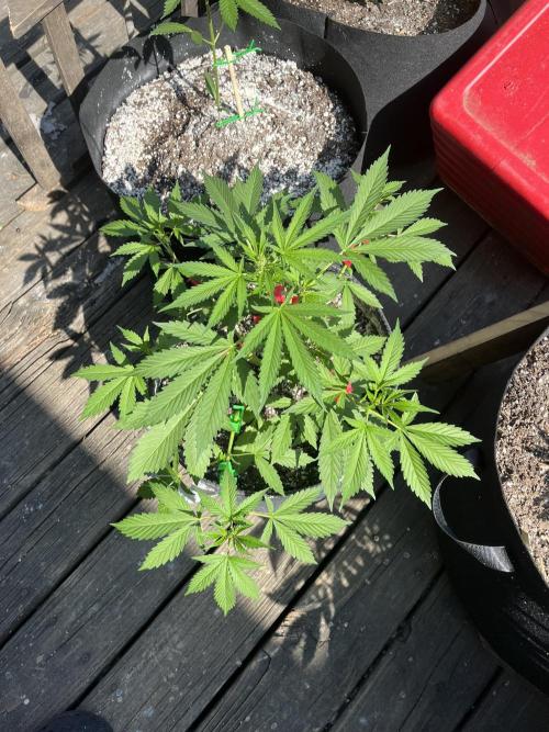 Blimburn Fat Bastard Auto Fox Farm Base. Week 7