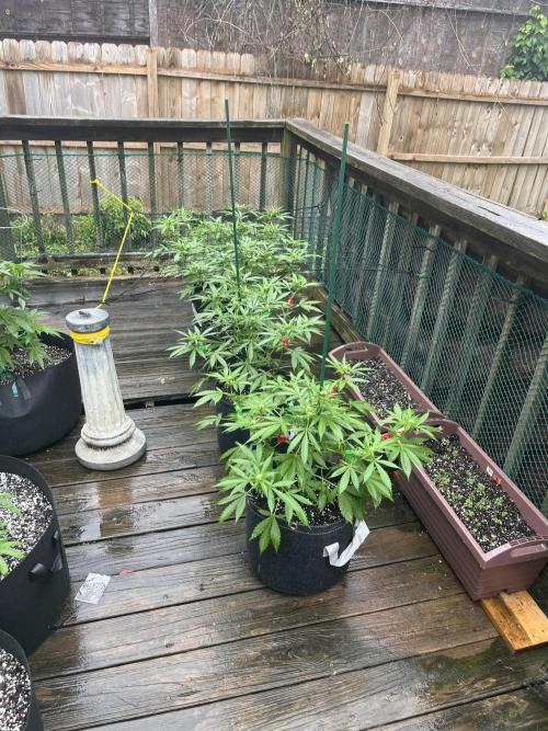 Blimburn Fat Bastard Auto Fox Farm Base. Week 7 - The rain sucks now the heat has gone