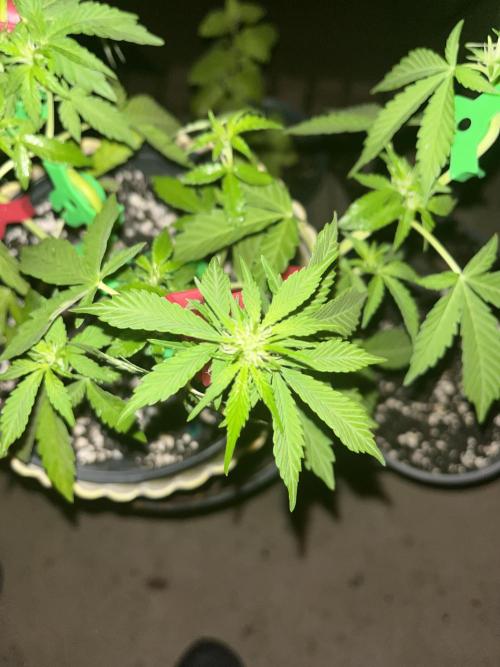Blimburn Fat Bastard Auto Fox Farm Base. Week 7 - The lil girl herself in flower