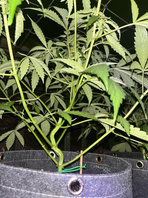 Blimburn Fat Bastard Auto Fox Farm Base. Week 7 - Cleaned up the bottom branches and bud sights
