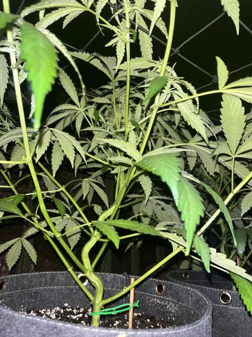 Blimburn Fat Bastard Auto Fox Farm Base. Week 7