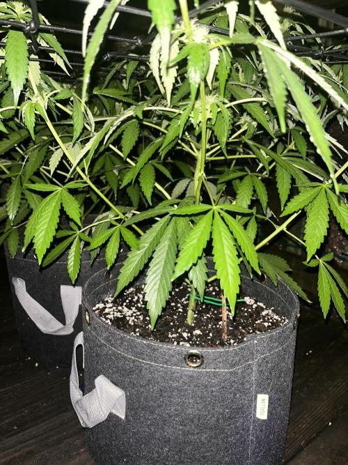 Blimburn Fat Bastard Auto Fox Farm Base. Week 7 - I may remove one more level do fan leaf to prevent burn when I feed 