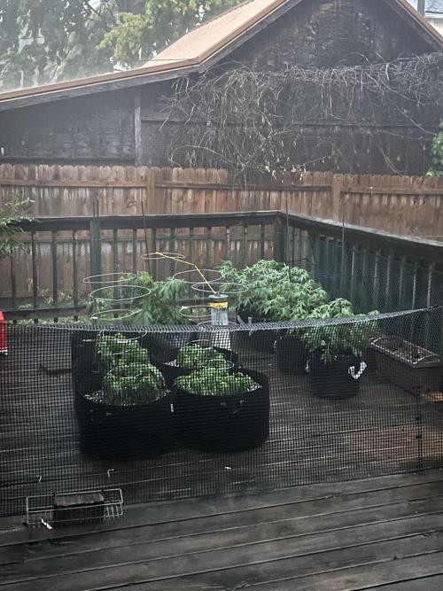 Blimburn Fat Bastard Auto Fox Farm Base. Week 7 - The down pours are crazy this year fourth or fifth one that could cause leaf dmg