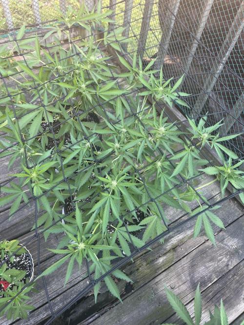 Blimburn Fat Bastard Auto Fox Farm Base. Week 7 - Always be tucking it’s not bad for first time trying any of this.