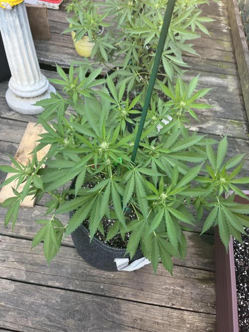 Blimburn Fat Bastard Auto Fox Farm Base. Week 7 - She’s so gorgeous 